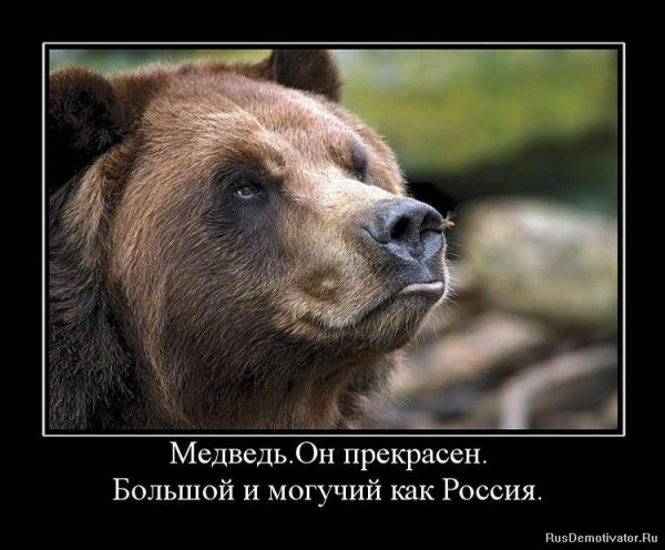 Медведь несет бревно