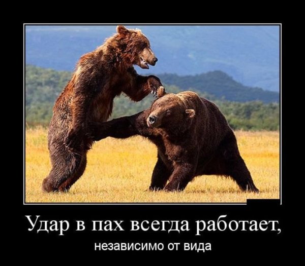 Мишка демотиватор