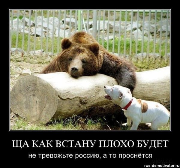 Демотиваторы с медведем смешные