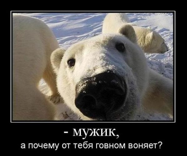 Медведь демотиватор