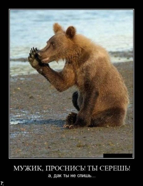 Медведь демотиватор