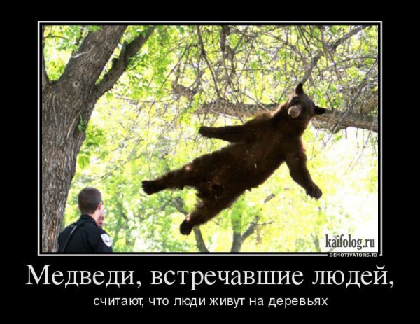 Бурый медведь атакует