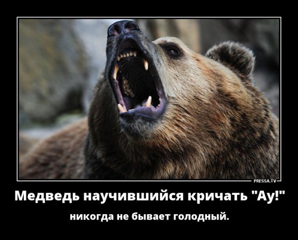 Демотиваторы с медведем смешные
