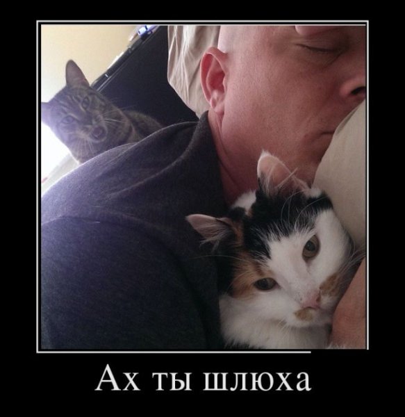 Демотиватор блудница