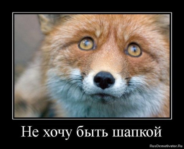 Лисенок демотиваторы