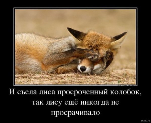 Приколы про лисиц