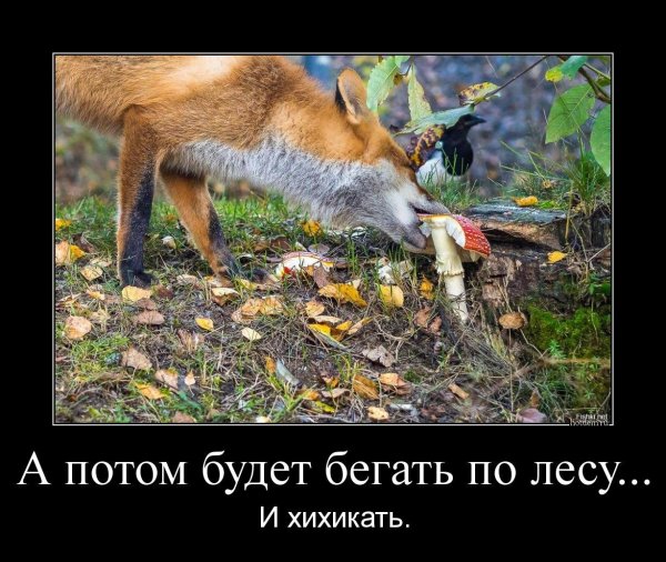 Лисы демотиваторы