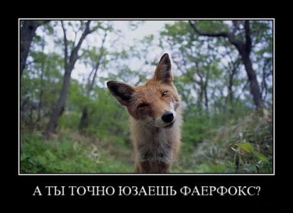 Лисичка демотиватор