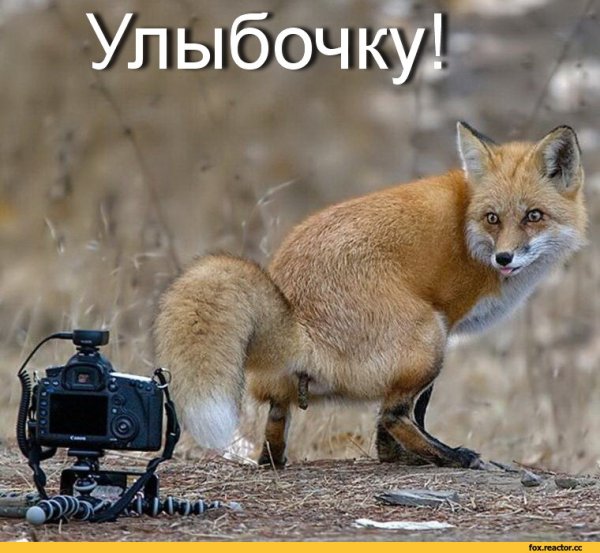 Лиса демотиватор