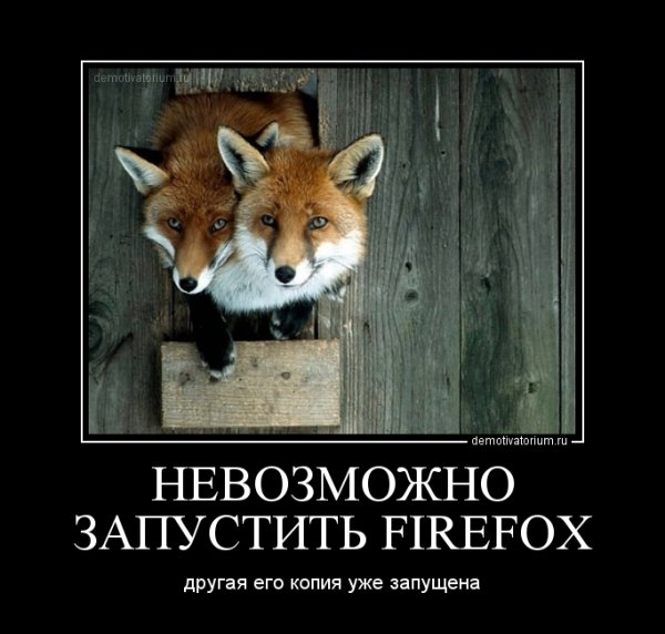 Шутки с лисами