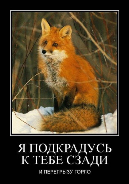 Демотиваторы с лисами