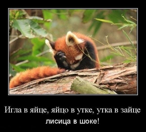 Демотиваторы про лису