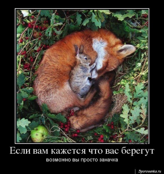 Лиса демотиватор