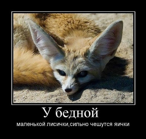Лисы демотиваторы
