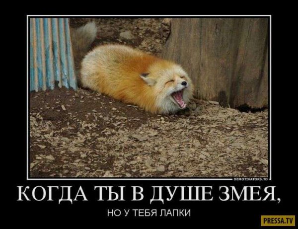Лиса и Колобок демотиваторы
