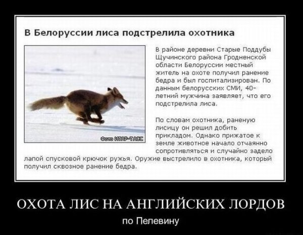 Лиса демотиватор
