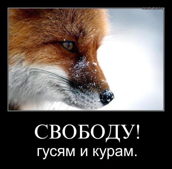 Лисенок демотиваторы