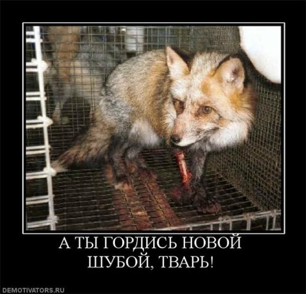 Ненавижу Лис