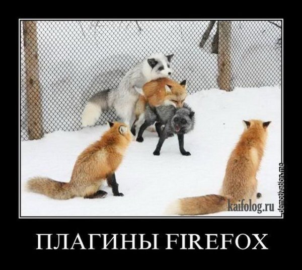 И тут пришел песец
