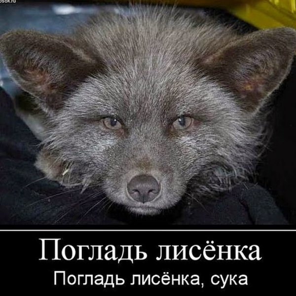 Лисенок демотиваторы