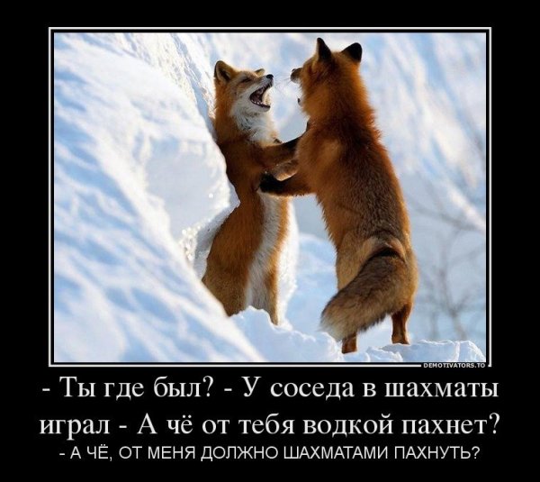 Шутки про лисят