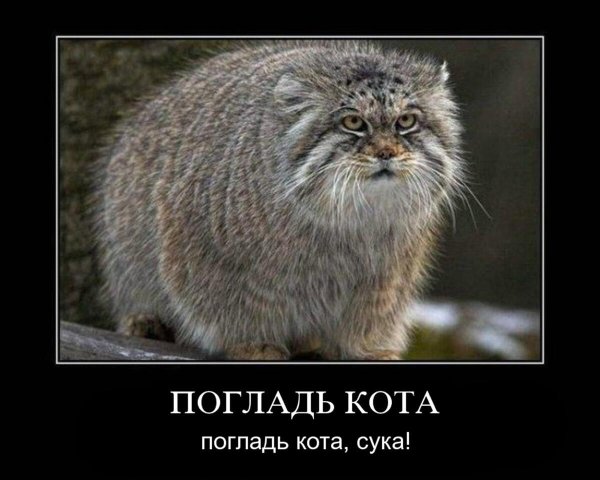 Кот Манул погладь кота