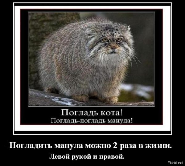 Кот Манул погладь кота