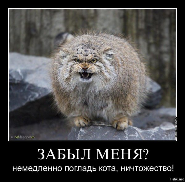 Манул демотиватор