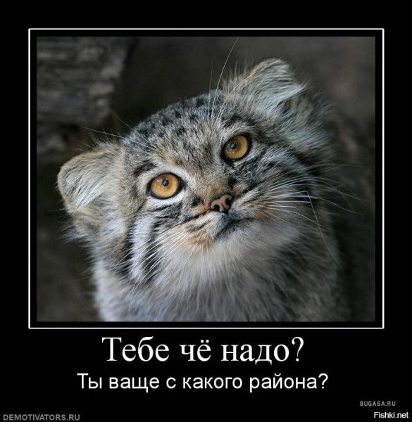Манул погладь кота сцуко