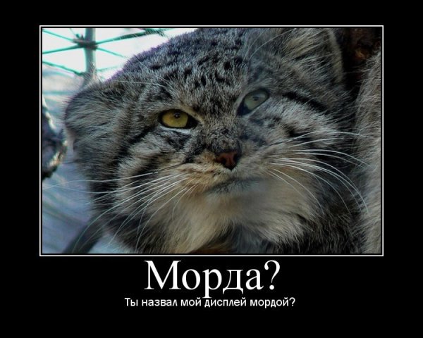 Манул погладь кота сука