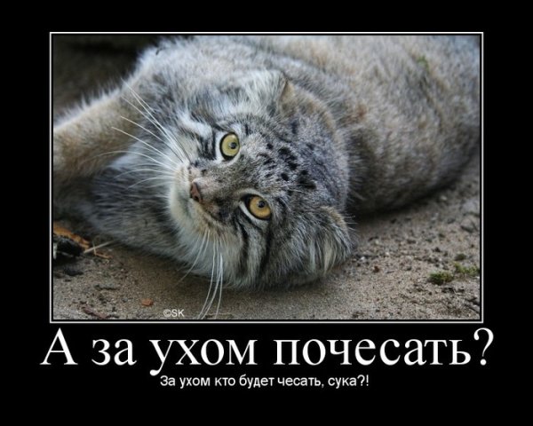 Манул погладь кота сцуко