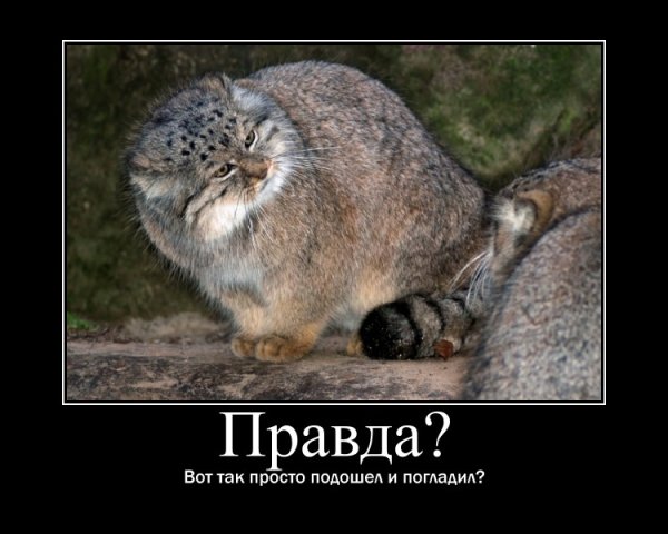 Манул демотиватор