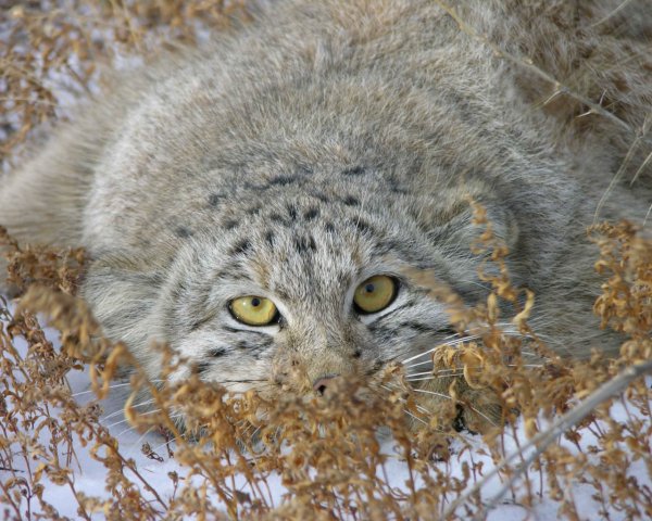 Кот Манул погладь кота