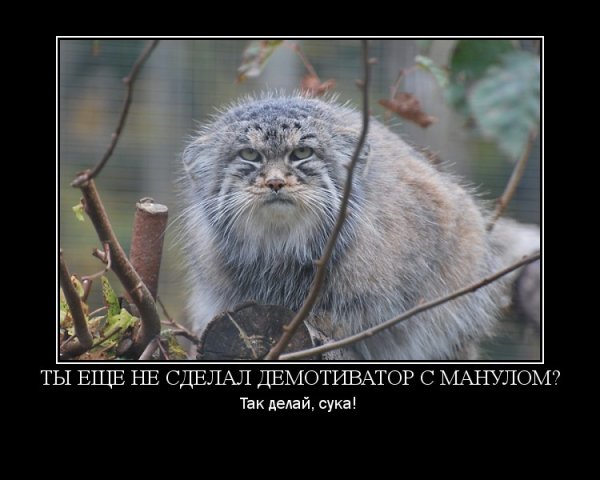 Инструкция прикол