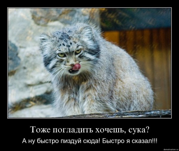 Манул погладь кота сука