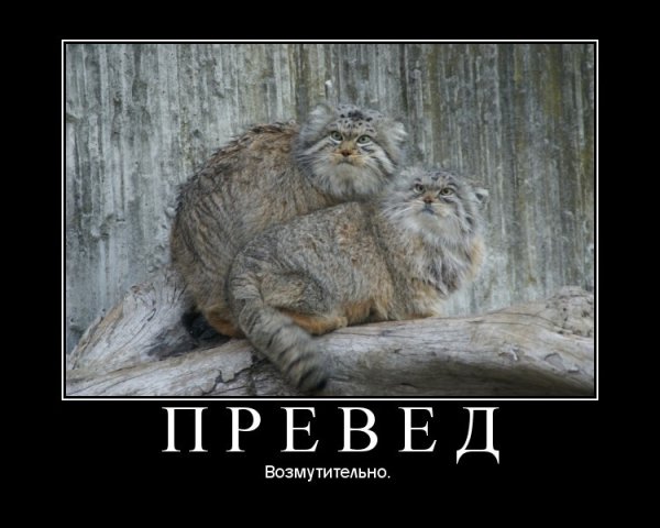 Погладь кота демотиватор