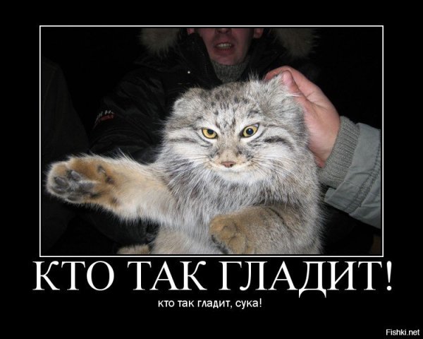 Погладь кота демотиватор