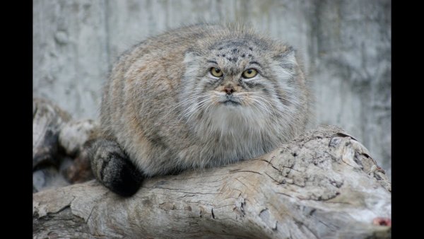 Погладь кота демотиватор
