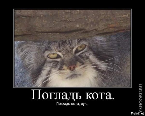 Манул погладь кота сука