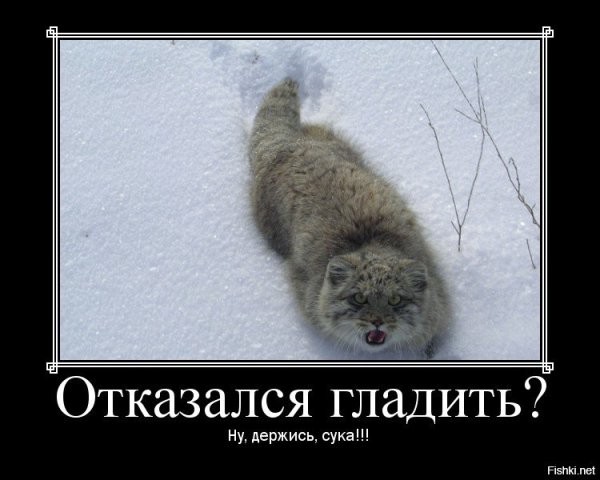 Манул погладь кота