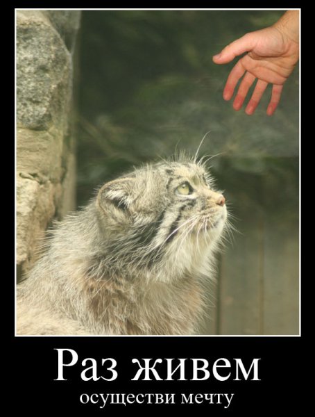 Погладь кота юмор