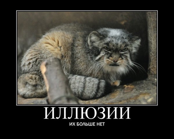 Погладь кота погладь кота сука