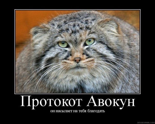 Манул погладь кота