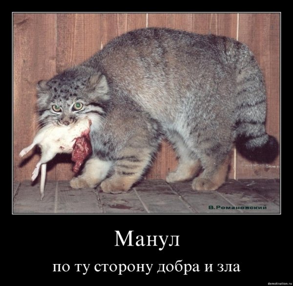 Кот Манул погладь кота
