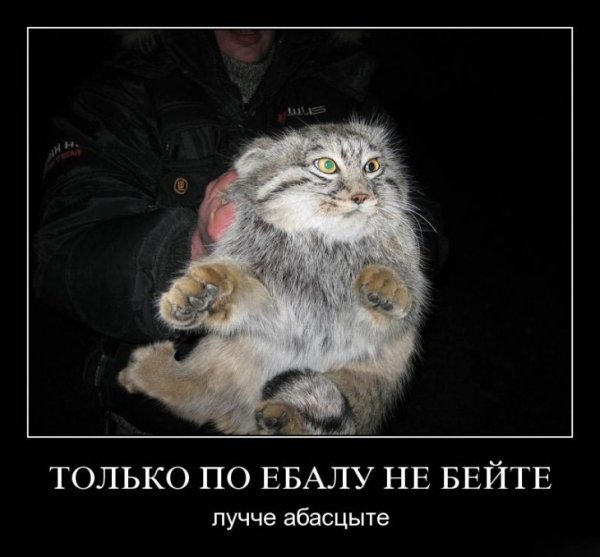Манул на руках