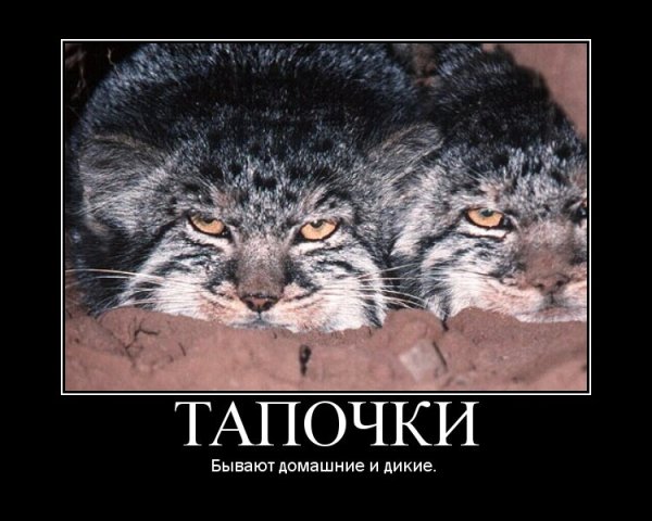 Погладь кота демотиватор