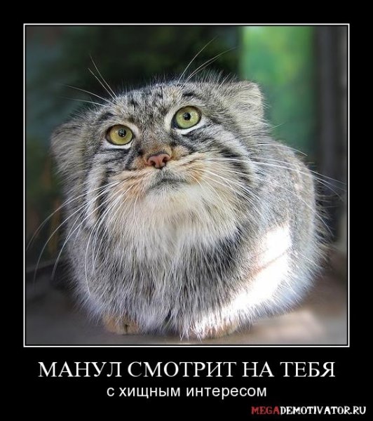 Манул Мем