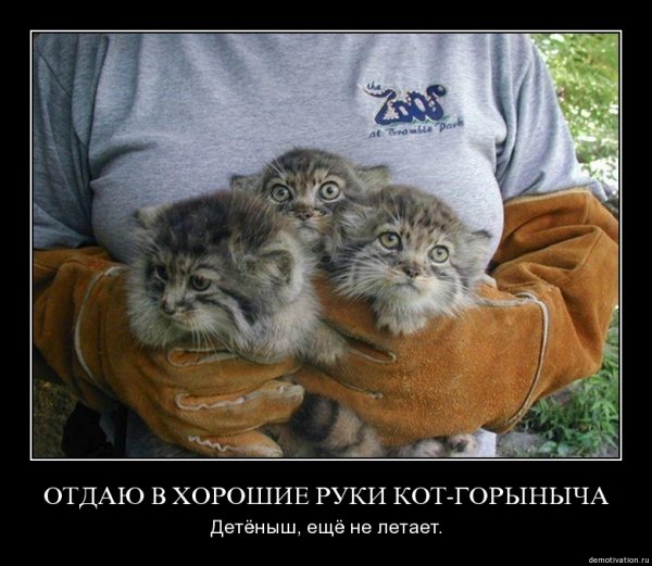Мануломания погладь кота