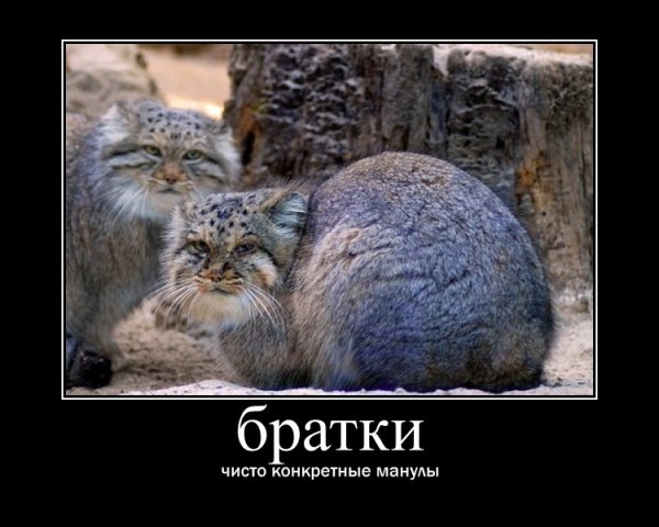 Манул обманул