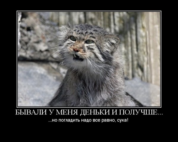 Манул обманул